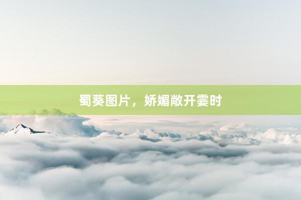 蜀葵图片，娇媚敞开霎时